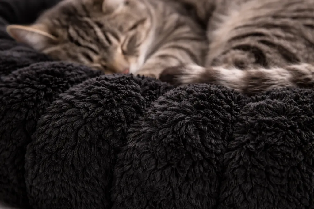 Nube Gato - negra 1.webp