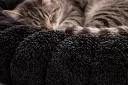 Nube Gato - negra 1.webp