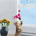CAT45_LIFE_1.webp