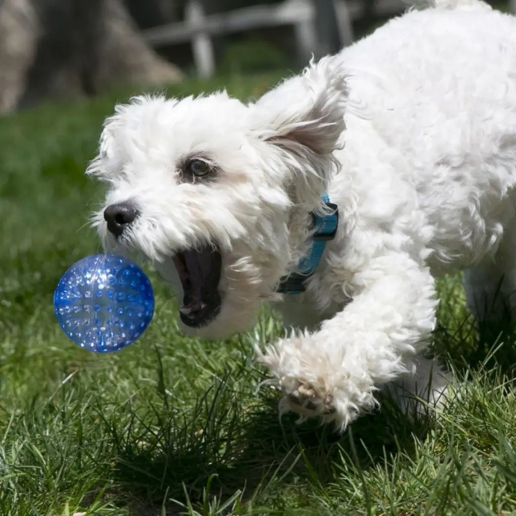PSZ1_LIFE_1.webp