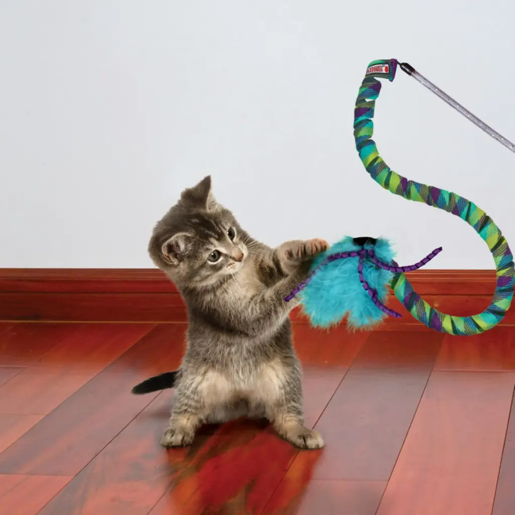 CAT52_LIFE_1.webp
