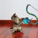 CAT52_LIFE_1.webp
