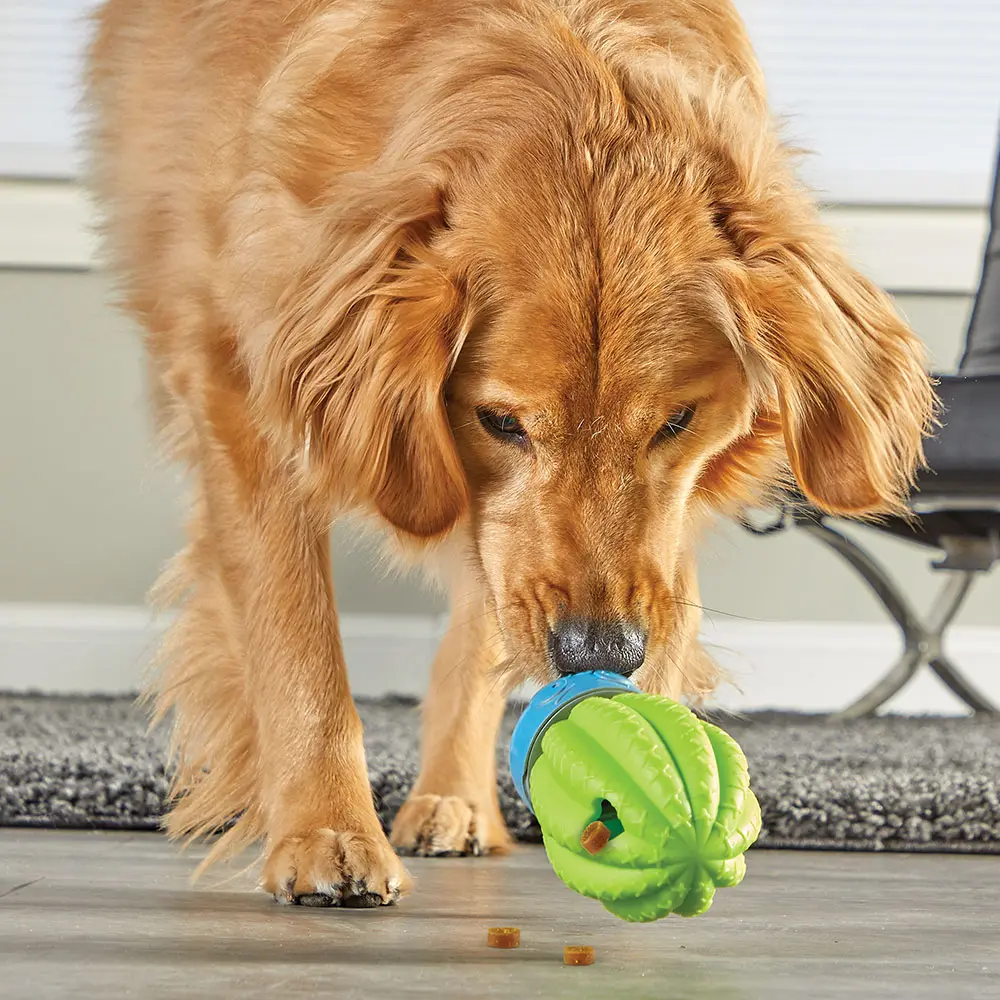 9372-CactusTreatDisp-Dog-2.webp