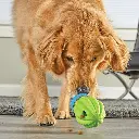 9372-CactusTreatDisp-Dog-2.webp